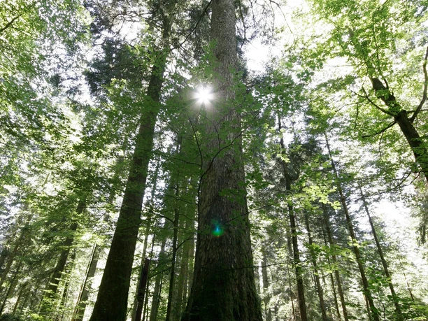Riesentanne bei Loßburg-Schömberg