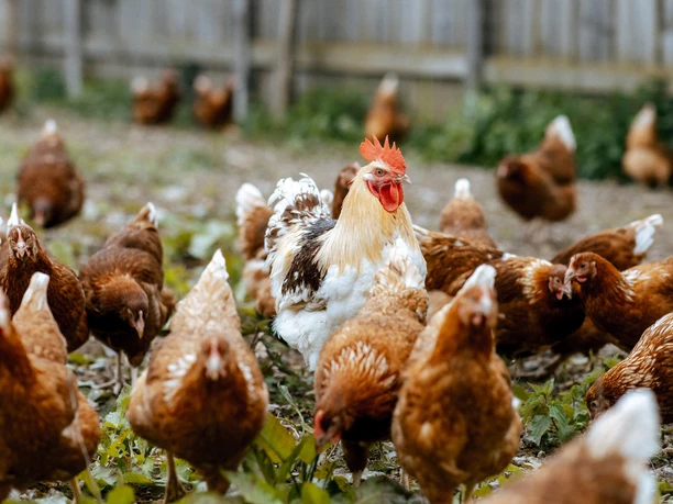 Echt!-Anbieter: Biohof Bossow