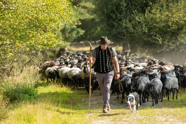 Heidschnuckeneintrieb in der Misselhorner Heide bei Hermannsburg