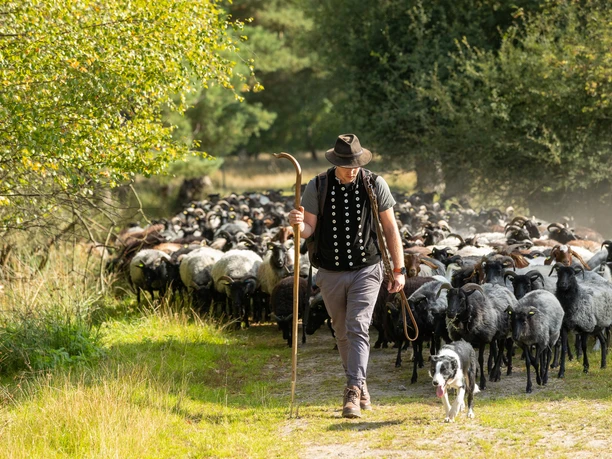 Heidschnuckeneintrieb in der Misselhorner Heide bei Hermannsburg
