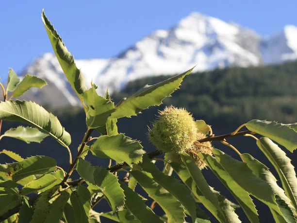 Themenweg Kastanienselve Salzgäb