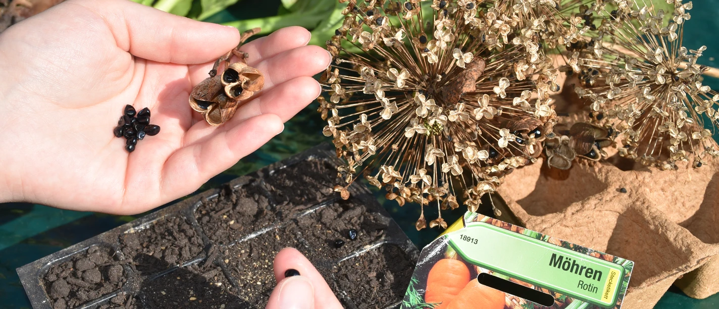 Aussaat Hx (2).JPG geöffnete Hand mir Saatgut