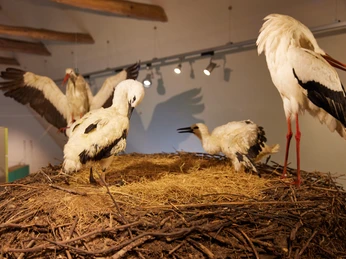 Storchenmuseum im Dachgeschoss | Historische Hofstelle Windheim No2 im Mühlenkreis Minden-Lübbecke Vier Weißstörche unterschiedlicher Größe auf einem natürlichen Nest, umgeben von Ausstellungslicht.