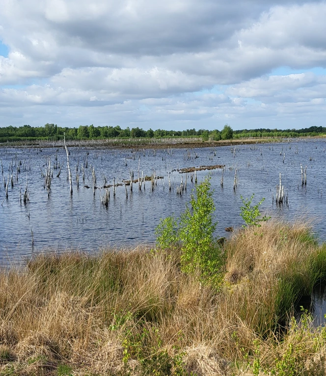 Lehrerfortbildung am Theikenmeer_Naturpark Schule Bernhardschule ©Naturpark Hümmling Weitläufiges Moorgewässer mit abgestorbenen Baumstämmen, Gräsern im Vordergrund und Windrädern am Horizont.
