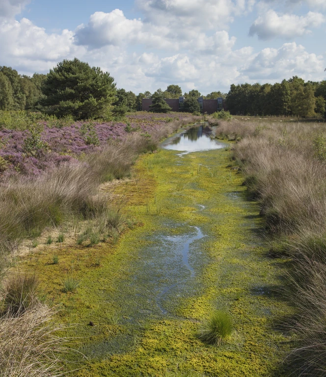 Emsland Moormuseum in Geeste – Außengelände Hochmoor 02 ©Naturpark Moor-Veenland, Holger Leue