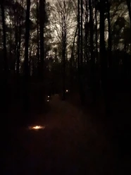 Dunkler Waldweg mit einzelnen Bodenlichtern, die den Pfad dezent markieren.
