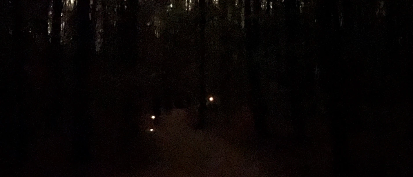 Dunkler Waldweg mit einzelnen Bodenlichtern, die den Pfad dezent markieren.