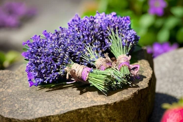 Lavendel Lavendel