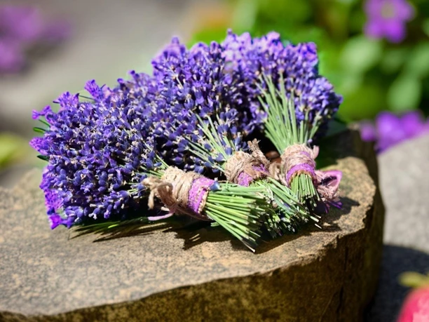 Lavendel Lavendel