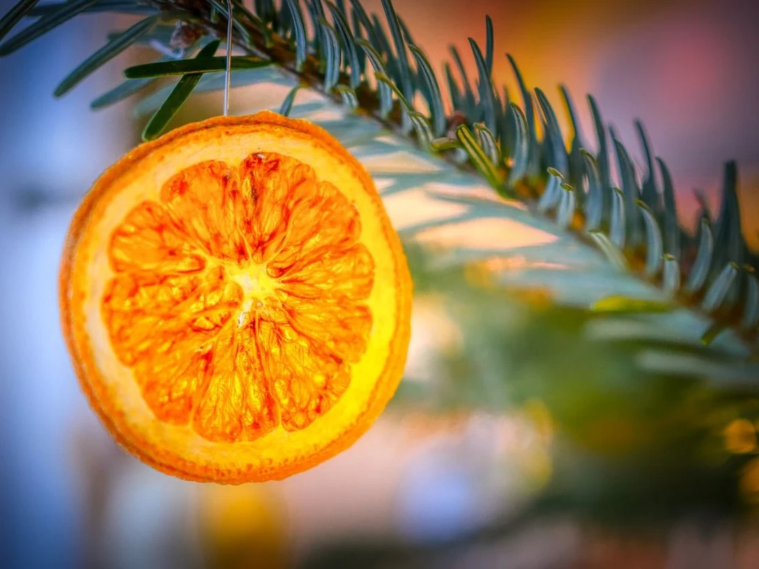 Weihnachtsbaumschmuck Getrocknete Orangenscheibe als natürlicher Weihnachtsschmuck an einem grünen Tannenzweig.Dried orange slice as a natural Christmas decoration on a green fir branch.Tørret appelsinskive som naturlig juledekoration på en grøn grangren.Gedroogde sinaasappelschijf als natuurlijke kerstdecoratie op een groene sparrentak.