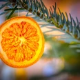 Weihnachtsbaumschmuck Getrocknete Orangenscheibe als natürlicher Weihnachtsschmuck an einem grünen Tannenzweig.