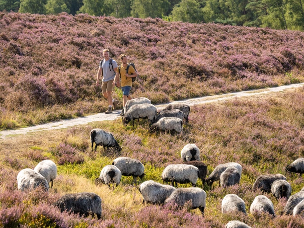 Brunsberg mit Heidschnucken