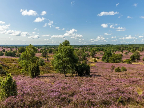 Blick vom Wilseder Berg