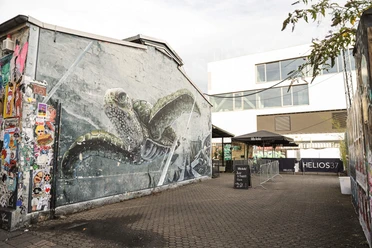 Helios37 A large-scale mural of a turtle adorns an exterior wall in an urban backyard.