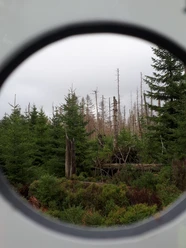 Fotospot am WaldWandelWeg bei Torfhaus