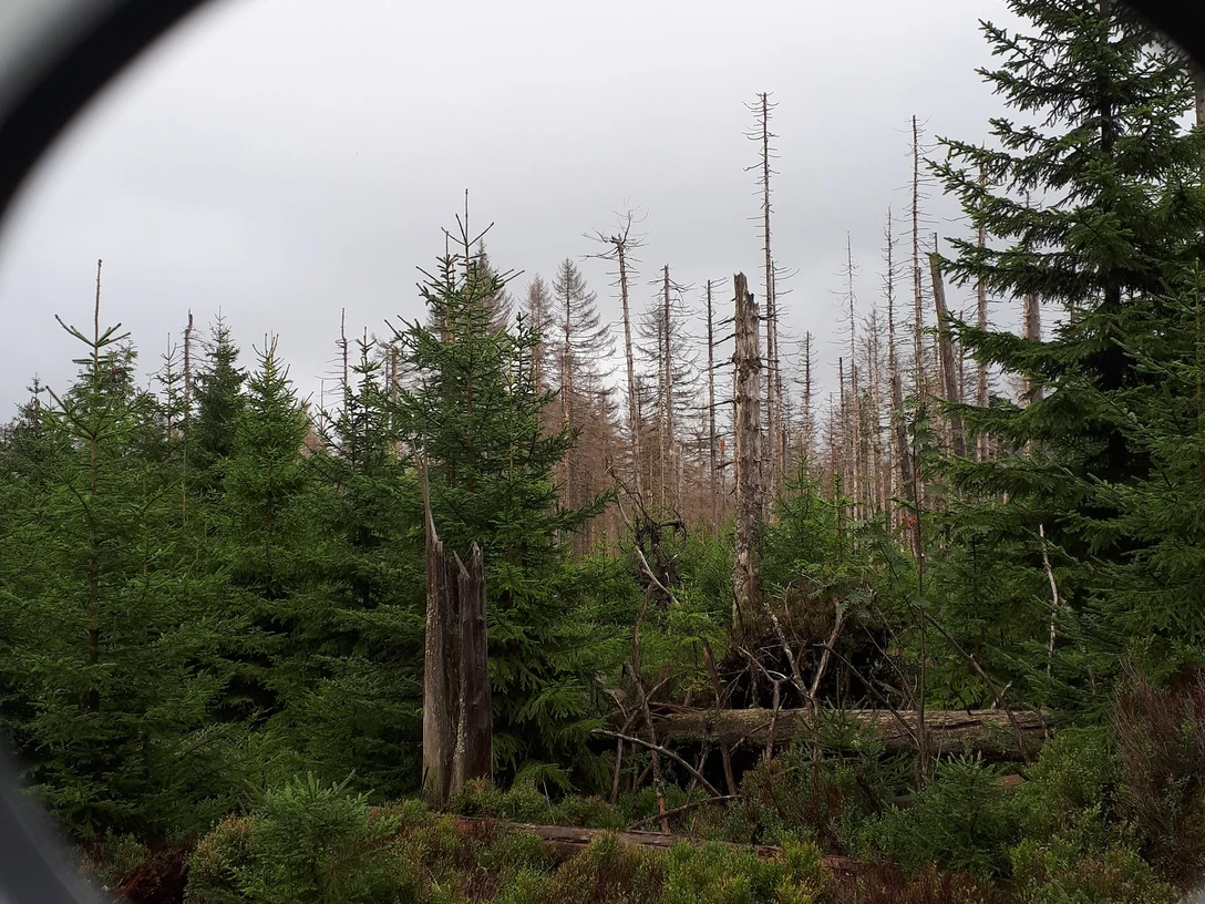 Fotospot am WaldWandelWeg bei Torfhaus