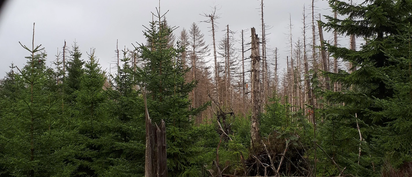 Fotospot am WaldWandelWeg bei Torfhaus