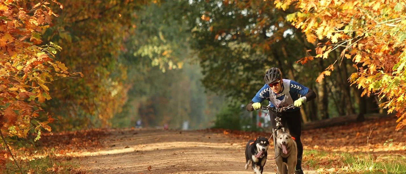 Schlittenhunderennen Sportlicher Wettkampf mit Schlittenhunden durch herbstlichen Wald auf einem Naturweg
