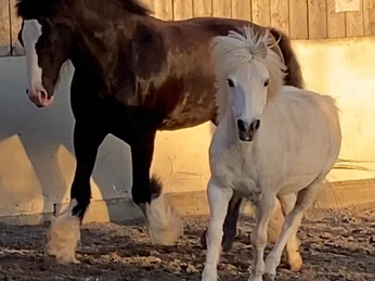 Pferde Pferdestärke.jpg