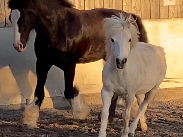 Pferde Pferdestärke.jpg