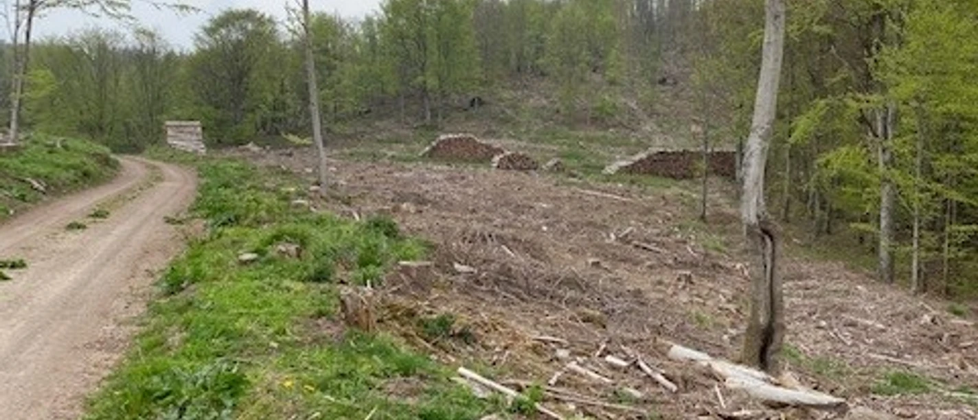 Fotospot Bad Sachsa Buchenberg Ausblick