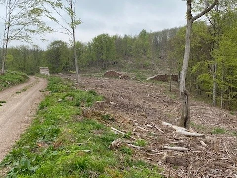 Fotospot Bad Sachsa Buchenberg Ausblick