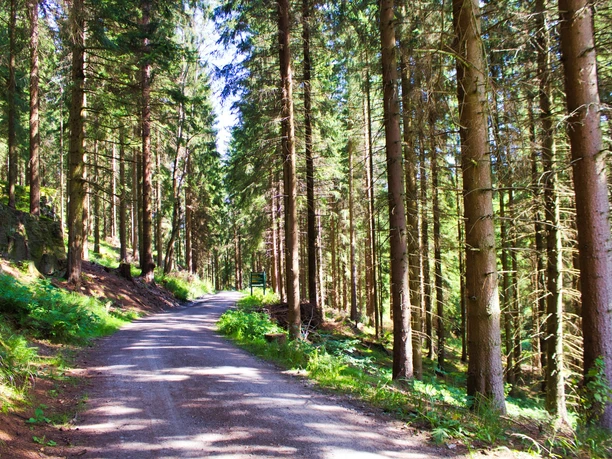 unterwegs durch Fichtenwälder