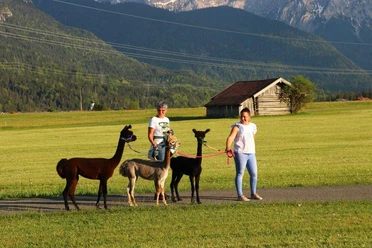 Flauschiger Tag bei Wallpakas (Wallgau)