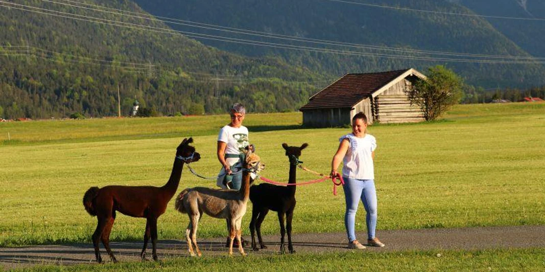 Flauschiger Tag bei Wallpakas (Wallgau)