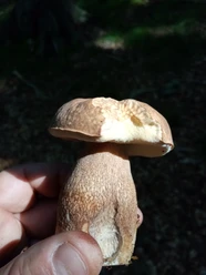 Steinpilz aus NLPZ-Garten.jpg Primo piano di un fungo porcino, tenuto in una mano, sullo sfondo l'ombra del bosco.
