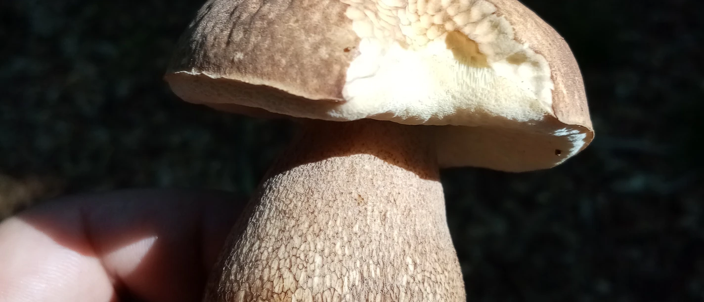 Steinpilz aus NLPZ-Garten.jpg Steinpilz in Nahaufnahme, gehalten in einer Hand, im Hintergrund Waldboden schattig beleuchtet.