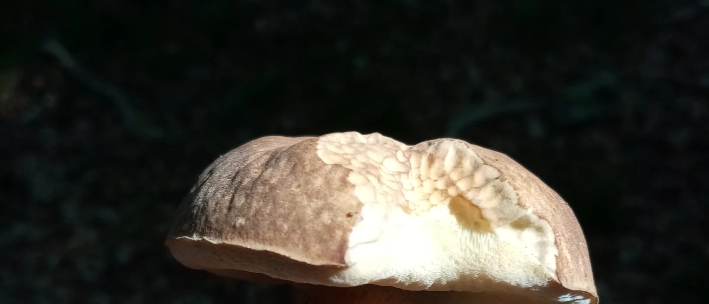 Porcini mushroom in close-up, held in one hand, shaded forest floor in the background.