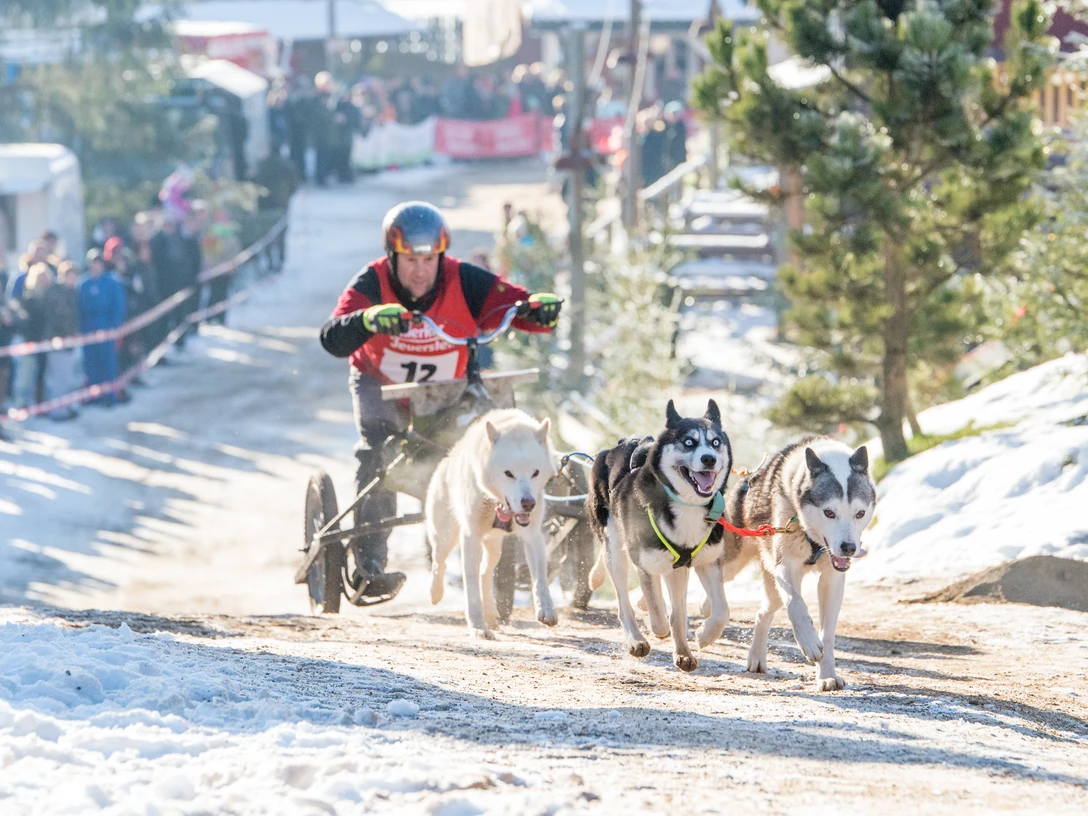 Pullman-city-quest-Schlittenhunderennen-Pullman-City-Harz