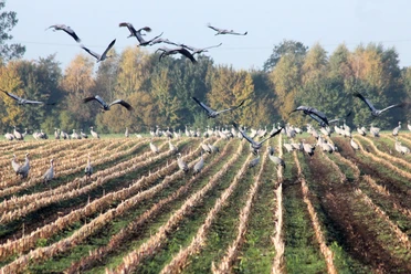 Kraniche beim Abflug von Feld