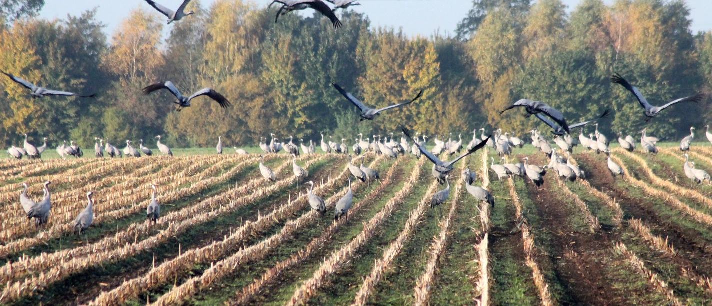 Kraniche beim Abflug von Feld Kraniche beim Abflug von Feld