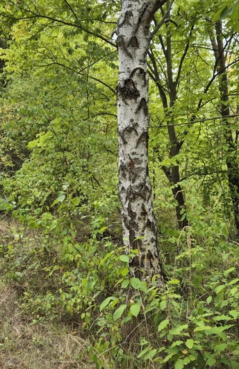 Lehrtafel am Wegesrand
