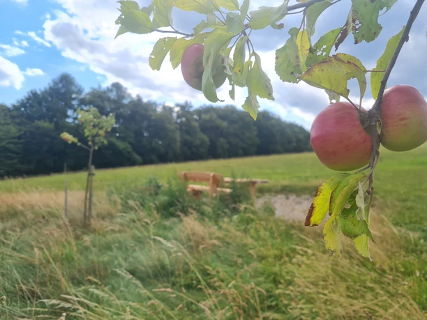 Streuobst am Wildbienenpfad Streuobst am Wildbienenpfad