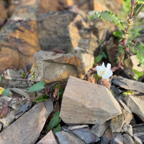 Blume zwischen Gestein