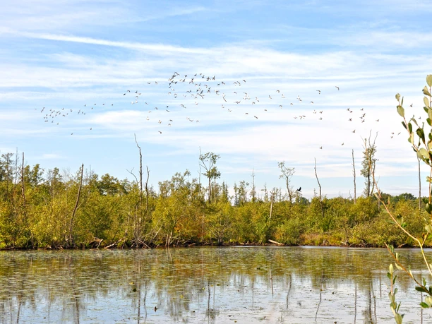Lahrer Moor (Naturschutzgebiet) bei Haselünne @Emsland Tourismus GmbH (4).jpg Weitläufiges Moor mit Wasserfläche, grünen Sträuchern und fliegenden Vogelgruppen unter blauem Himmel.