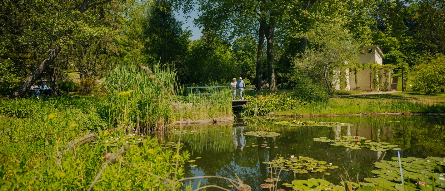 Botanischer Garten Potsdam Teich im Botanischen Garten Potsdam