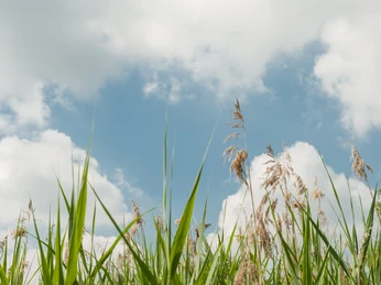 Schilff am Prüßsee Ein blauer Himmel mit weißen Wolken über Schilfhalmen, denen der Wind Spiel gibt.