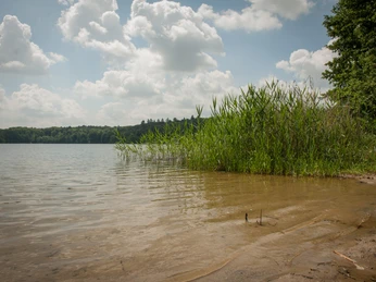 Uferbreich am Rolandseck Der Lütauer See mit Schilf am Ufer, im Hintergrund ein Wald unter bewölktem Himmel.