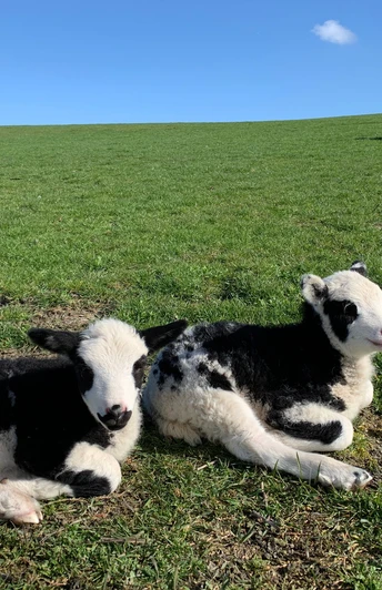Schaflämmer am Deich in Dangast