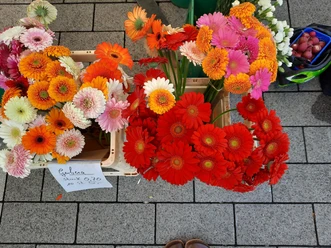Gebera, Blumenstand