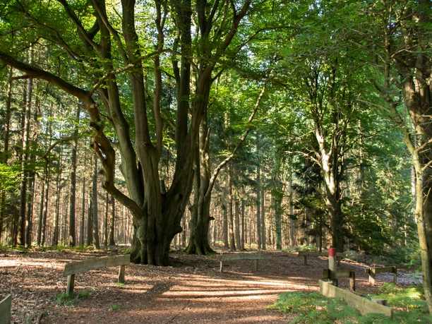 Tinner Loh im Herbst ©Emsland Tourismus GmbH (7).jpg Sonnenlicht fällt auf einen Waldweg im Tinner Loh mit alten Buchen und dichtem grünen Blätterdach.