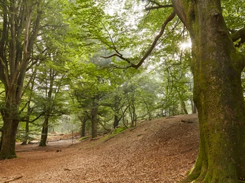 Tinner Loh bei Haren (Ems) – Wanderer unterwegs im Wald ©Naturpark Hümmling (174).jpg