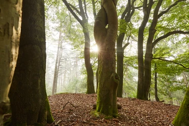 Tinner Loh bei Haren (Ems) – Wanderer unterwegs im Wald ©Naturpark Hümmling (36).jpg Sonnenstrahlen fallen durch hohe Buchen im Tinner Loh und beleuchten den moosbewachsenen Waldboden.
