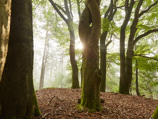 Tinner Loh bei Haren (Ems) – Wanderer unterwegs im Wald ©Naturpark Hümmling (36).jpg Sonnenstrahlen fallen durch hohe Buchen im Tinner Loh und beleuchten den moosbewachsenen Waldboden.