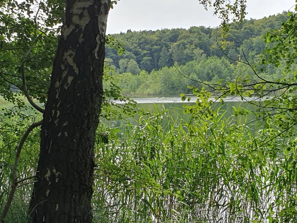 Blick auf den Salemer See Blick durch grüne Bäume auf einen ruhigen See, umgeben von dichten Wäldern.