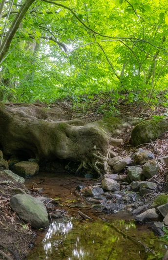 Wehern_Werner Wilmes -WerreQuelle1.jpg